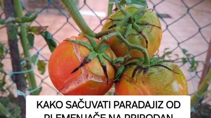 FB_IMG_1750268375863