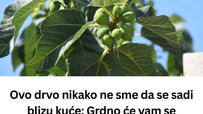 FB_IMG_1750339865483
