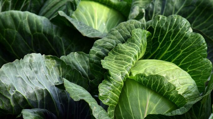 white-cabbage-2747316_1280