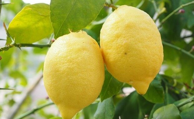 lemon-1117568_640-620x465