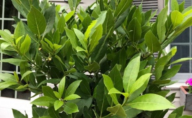 lovorov-list-620x413