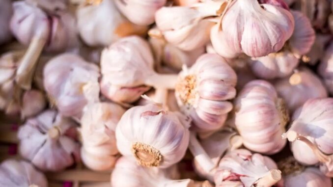 1762975550-beli-lukjpg-690x480