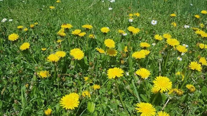 1768329474-smartsize-690x480