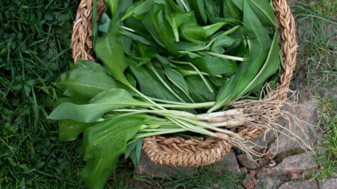 629282a1-d208-4592-af7d-4f860a0a0a64-medvjedi-690x480