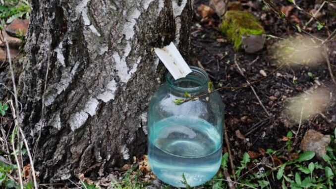 62a3a9c7-4d18-4214-9e27-4c710a0a0a64-sok-od-breze-fp-800-01-690x480