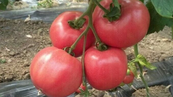 64d24827-e65c-45bb-831a-44210a0a0a64-pink-paradajz-holland-angro-690x480
