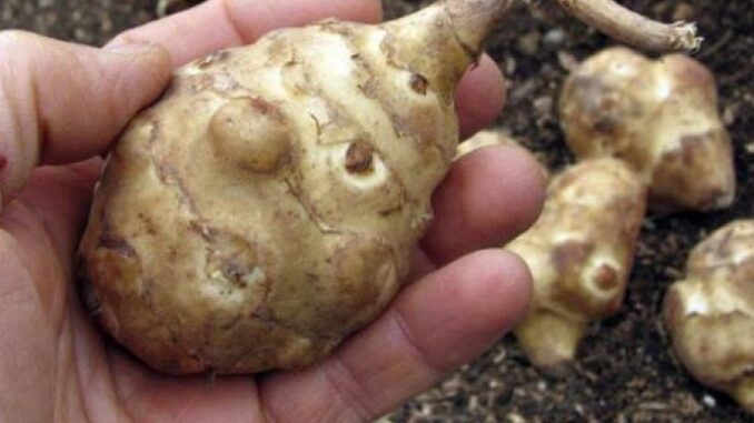 64fb20c4-aacc-4f6b-b938-4d7c0a0a0a64-cicoka-lekovita-svojstva-690x480