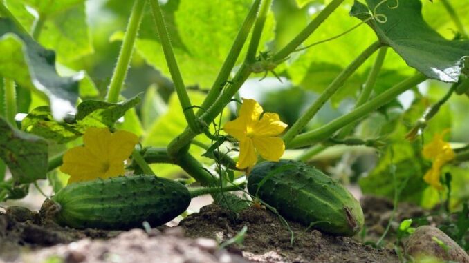 1714858917-cucumbers-7322966-1280-1-872x610-690x480